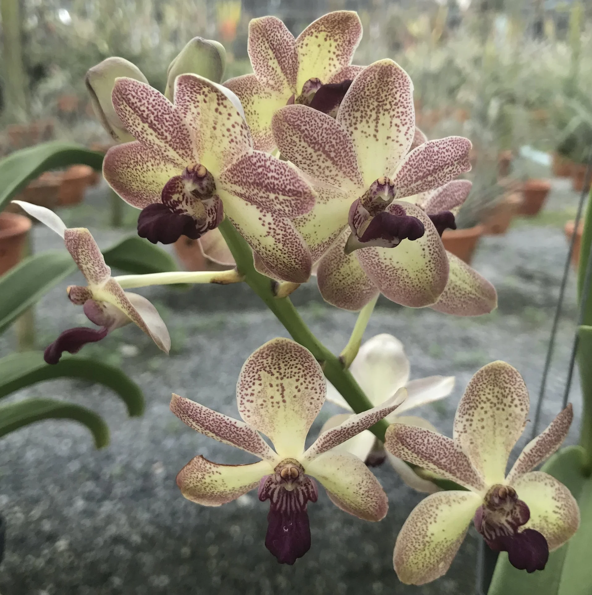 V. vietnamica x Vandachostylis Mishima Lime (SI107) — Motes Orchids